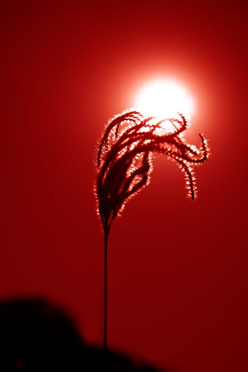 Immagine gratuita di alba, cielo rosso, fiore di campo