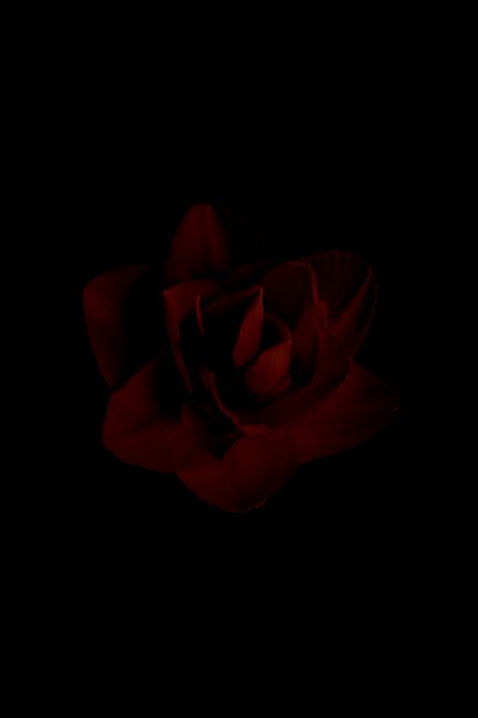 A single red rose with petals emerging from a dark black background, emphasizing mystery and elegance.