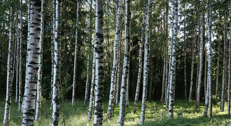 Birches In Forest
