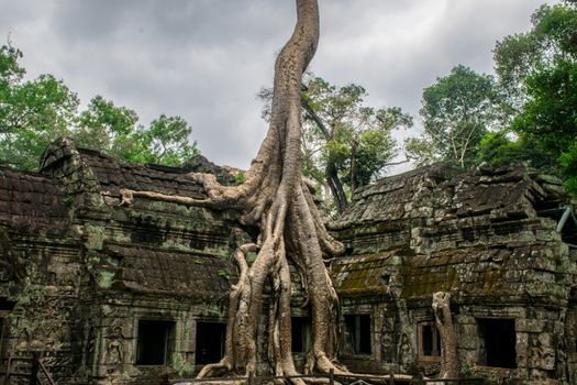 Ta Prohm and Bayon with archaeologist — Siem Reap