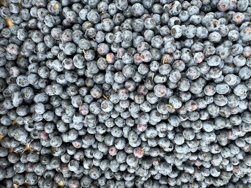 Fresh Blue Berries 