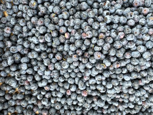 Free A high-angle view of fresh, plump blueberries, showcasing their natural texture and vibrant color. Stock Photo