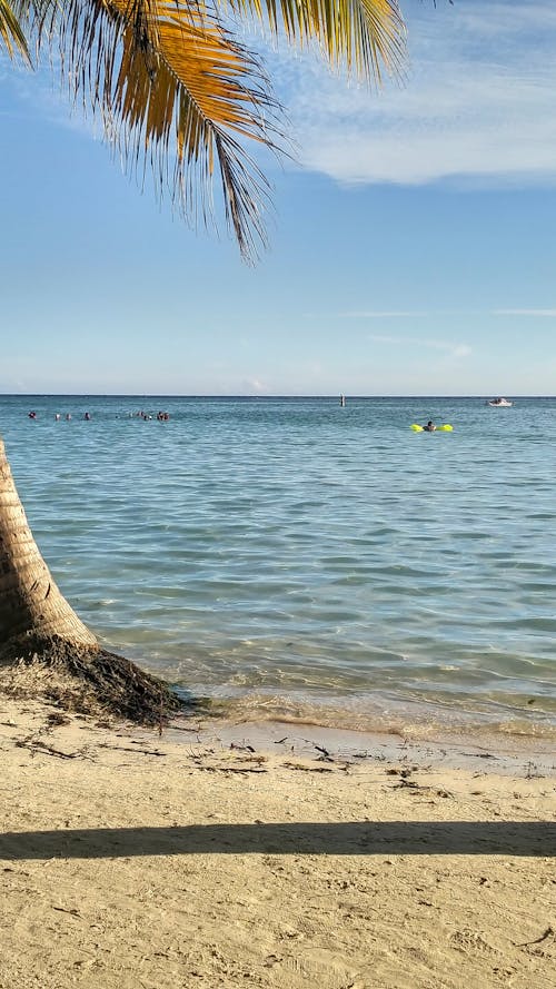 Palm Tree Near Sea