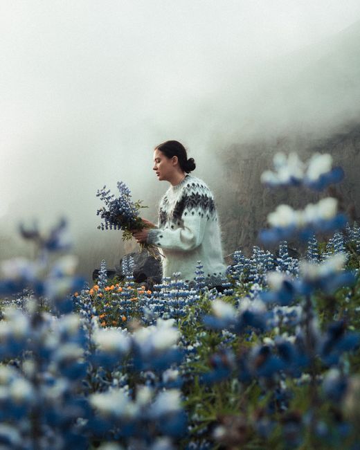 A serene scene of a woman in a knitted sweater picking lupines in a misty Icelandic field.