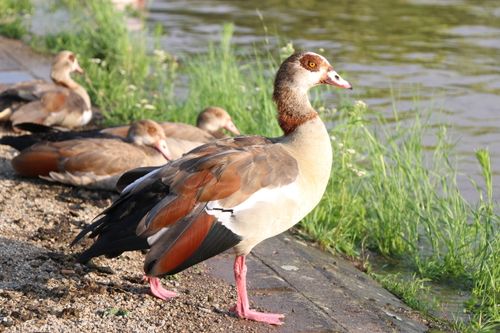 Free Egyptian geese relaxing by a tranquil lake, showcasing natural beauty and wildlife. Stock Photo