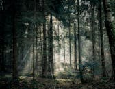 阳光透过茂密的树木，在宁静的森林中营造出静谧的氛围