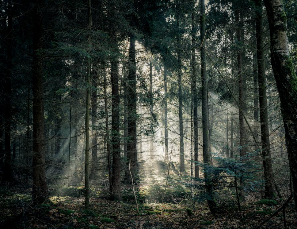Základová fotografie zdarma na téma les, lesní tapety, pozadí lesa