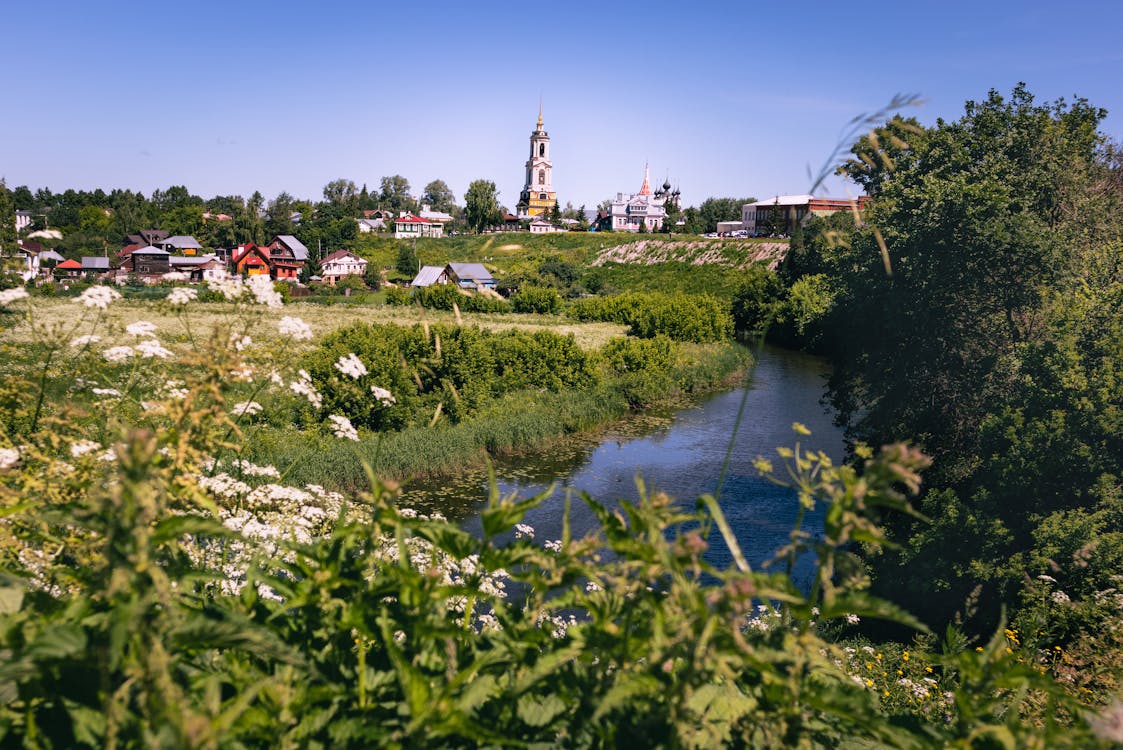 Fotos de stock gratuitas de antiguo, Campo de flores, campo de hierba