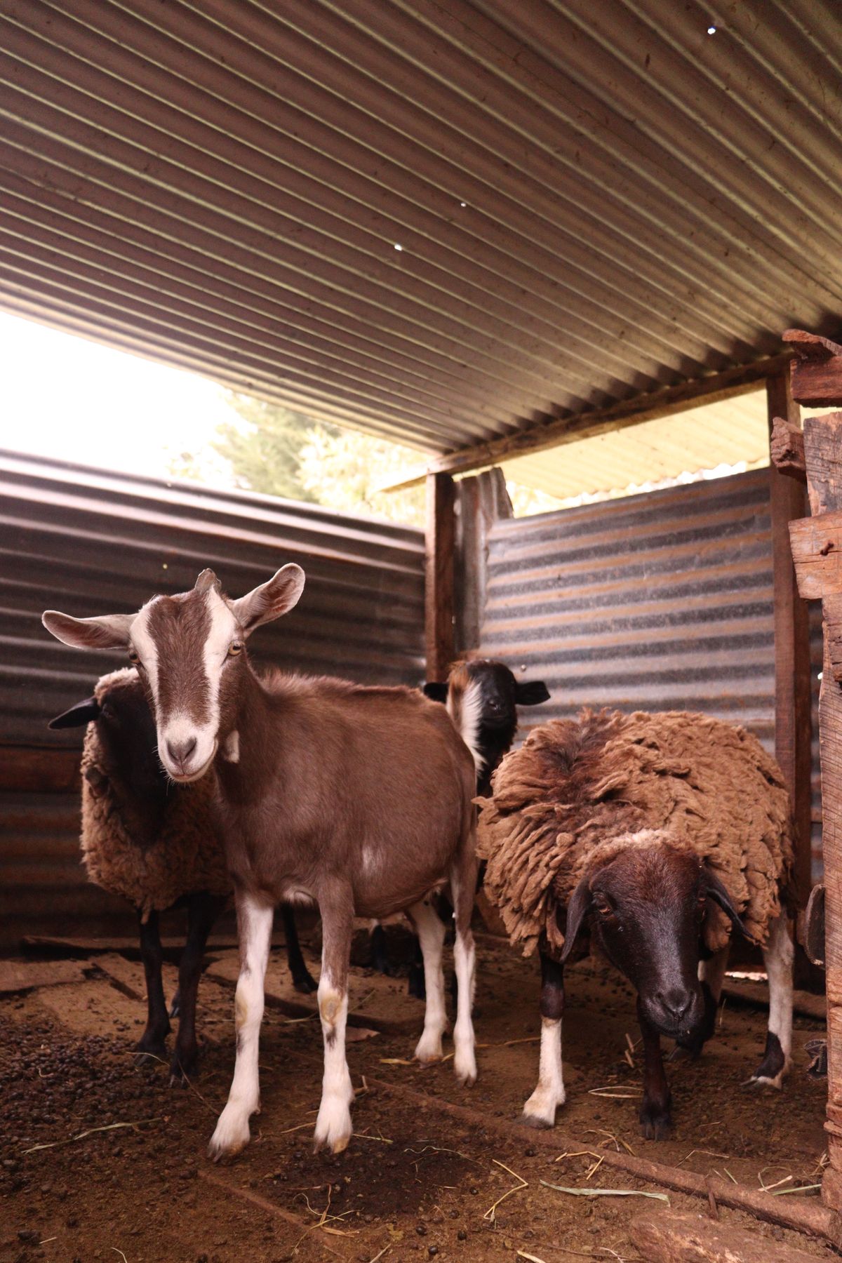 Ziegen und Schafe in einem landwirtschaftlichen Stall