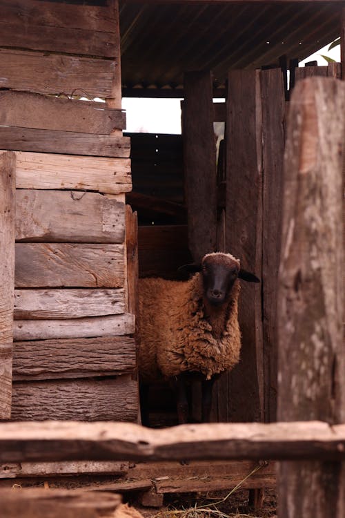 Free Photograph of a Brown Sheep Stock Photo