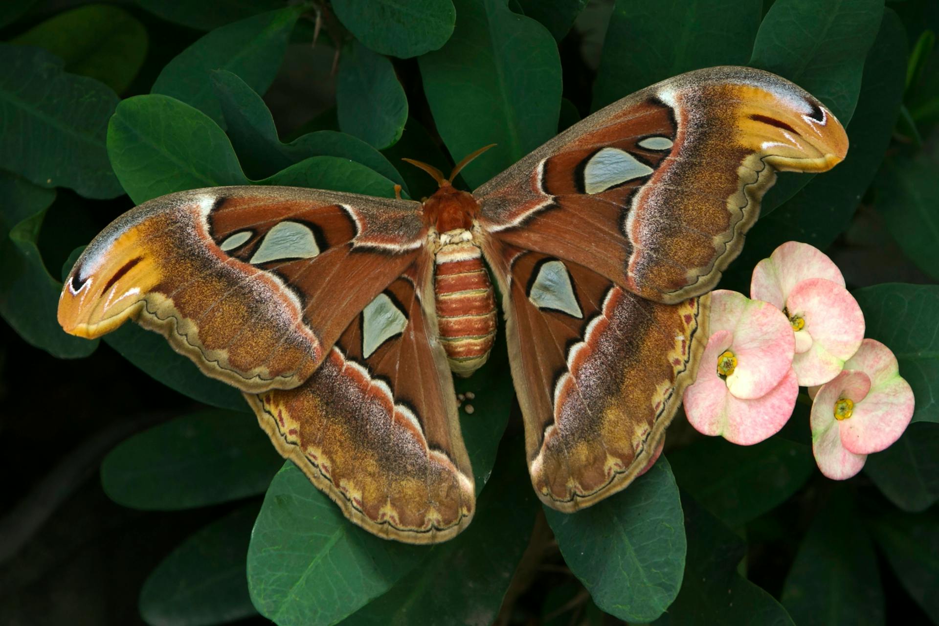 Close-up of an Atlas Moth on leaves with pink flowers, showcasing its striking patterned wings.