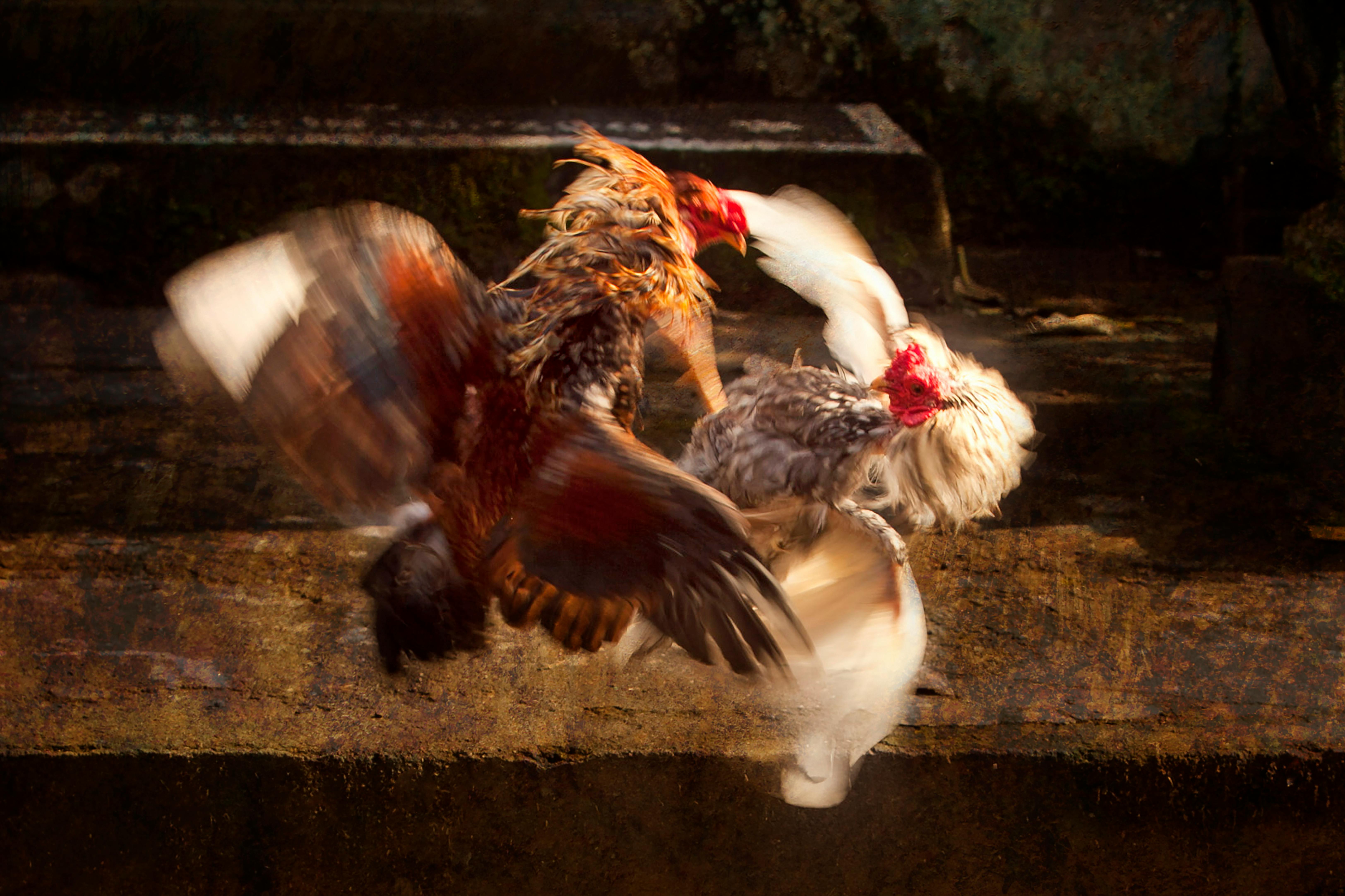 2127 Rooster Fight Stock Photos HighRes Pictures and Images  Getty  Images