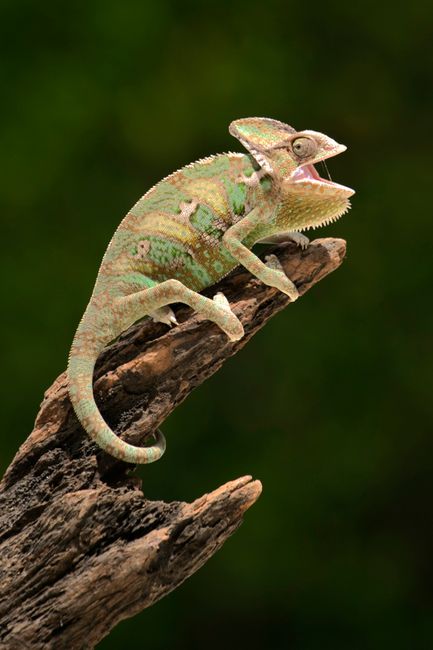 Detailed close-up of a green chameleon on a tree branch with blurred green background.