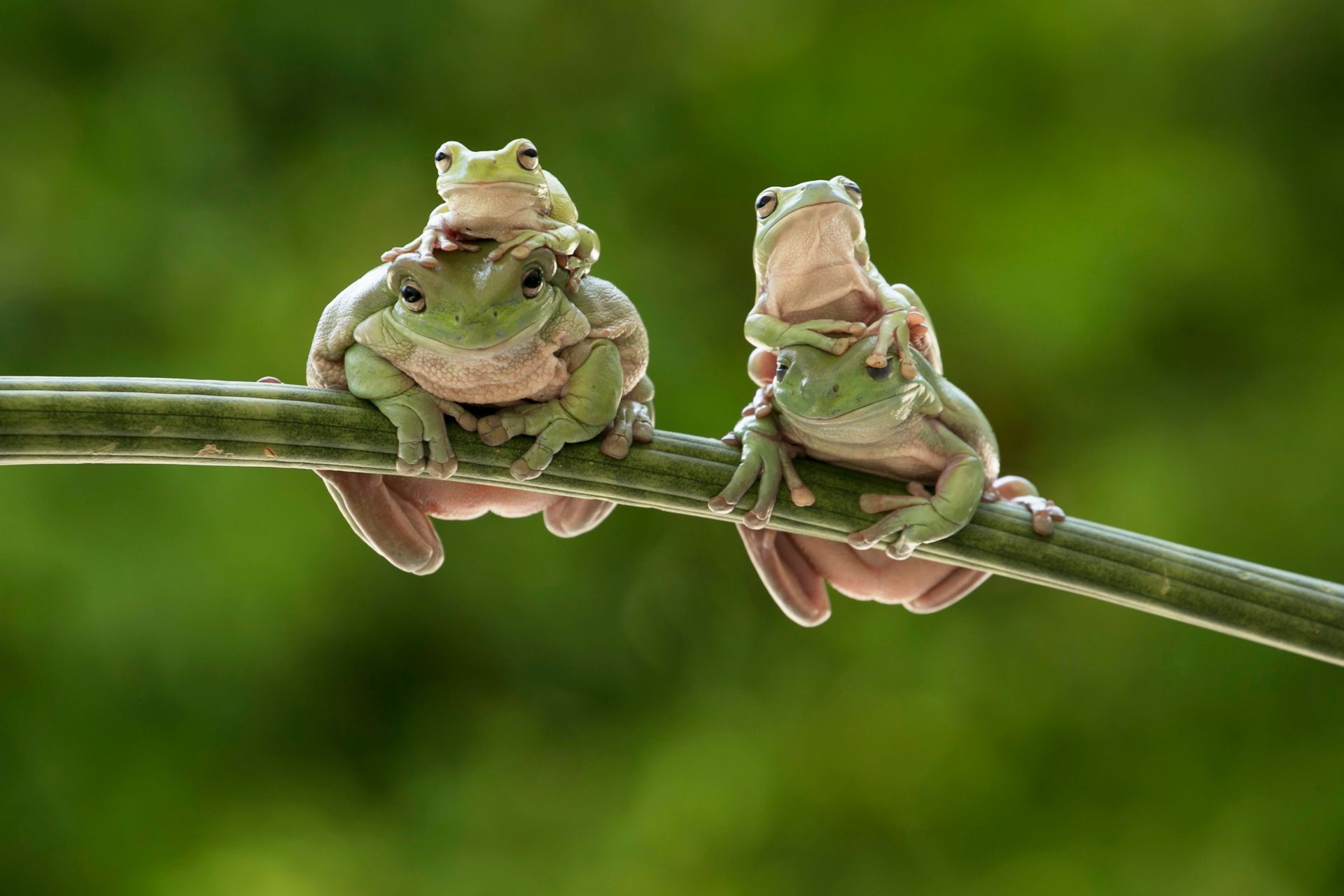 Adorable tree frogs on a vine in a lush green setting, perfect for nature themes.