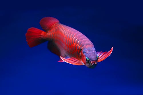 Fotos de stock gratuitas de animales acuáticos, asiático arowana, de cerca