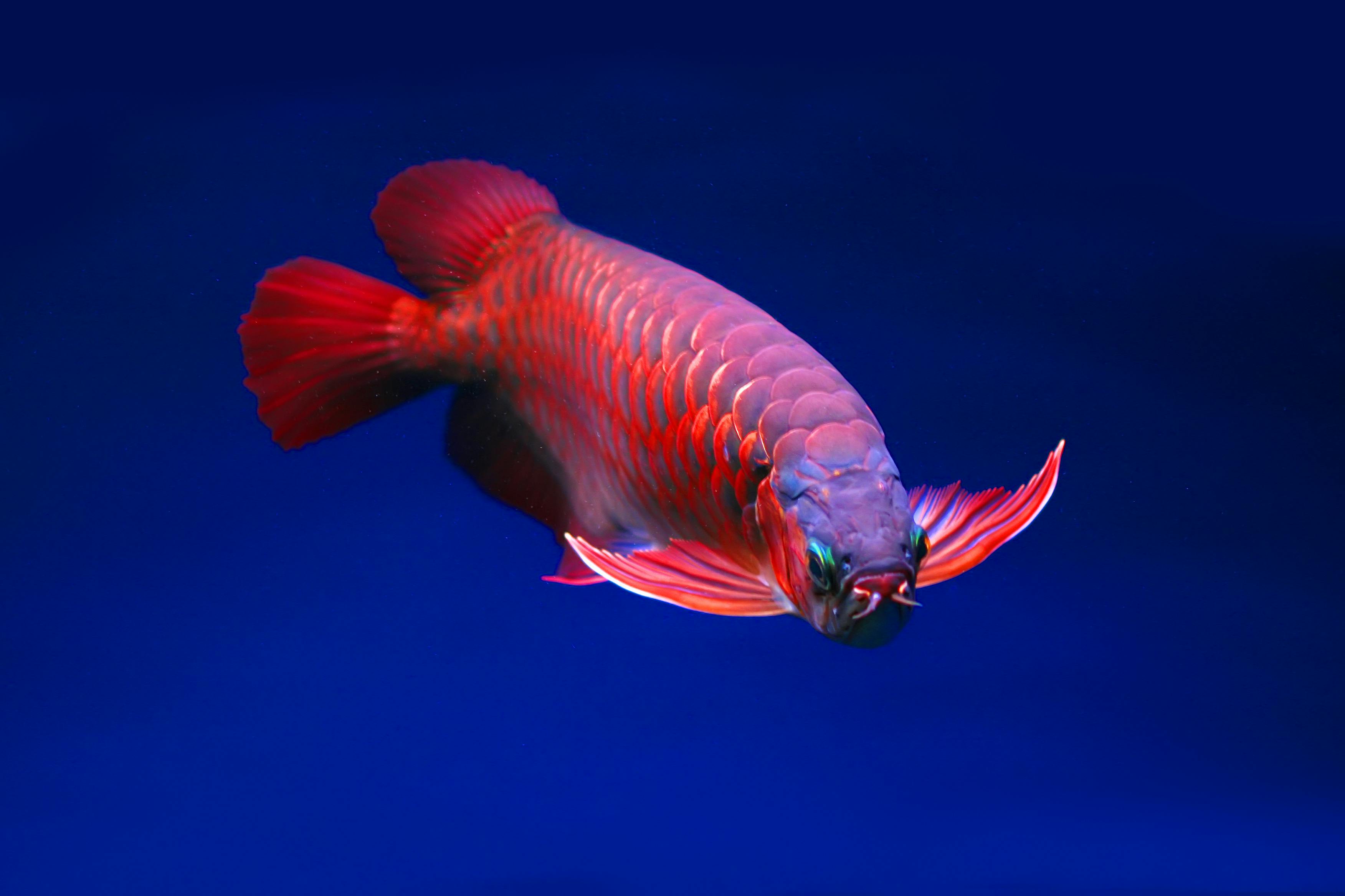 red arowana wallpaper