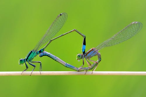 Gratis arkivbilde med blå, damsefluer, dyreverdenfotografier Arkivbilde