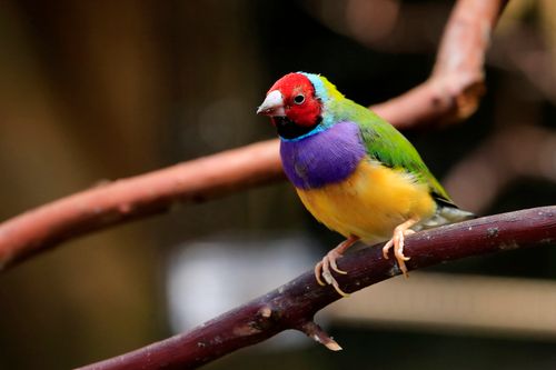 Free Vibrant Gouldian Finch perched on a branch with a blurred background, showcasing its multicolored plumage. Stock Photo