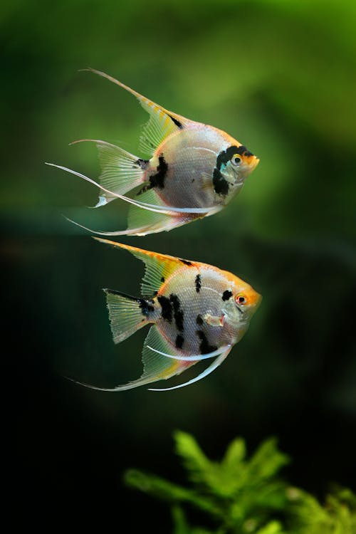 Gratis stockfoto met angelfish, aquatisch, beest