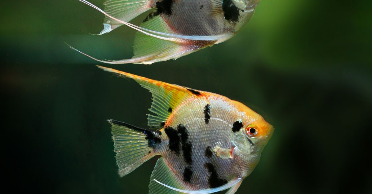 Two Angel Fish in Water · Free Stock Photo