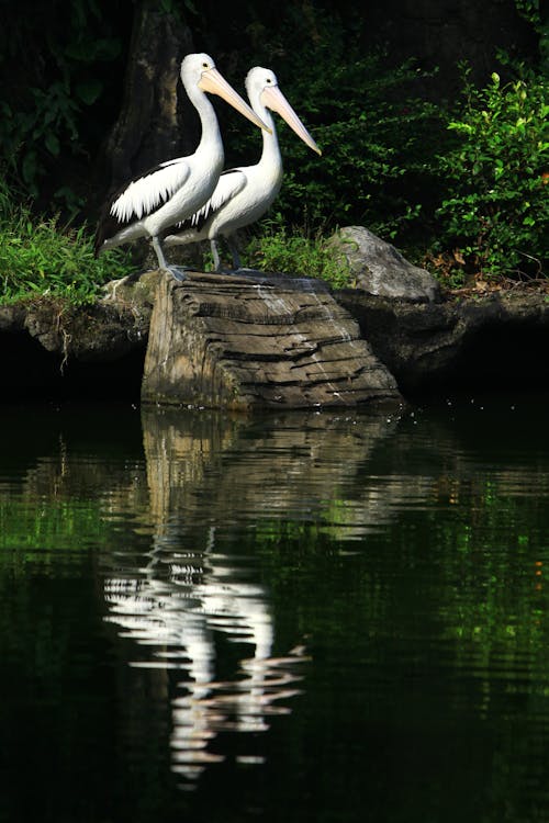 Gratis stockfoto met aviaire, dieren in het wild, pelikanen