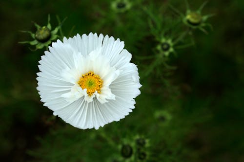 Ingyenes stockfotó botanikus, évszak, fehér virág témában Stockfotó