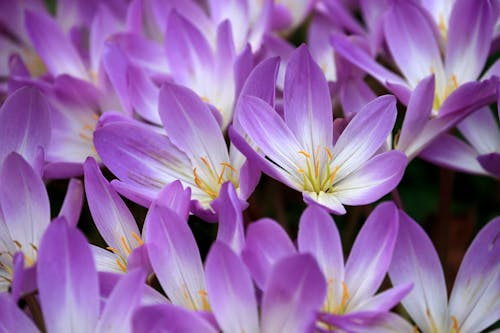 Close Up Photo of Purple Flowers