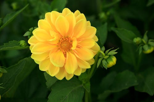 Yellow Flower in Close Up Photography