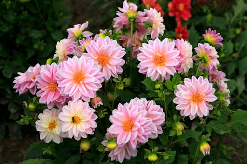 Close-Up Photo of Dahlia Flowers
