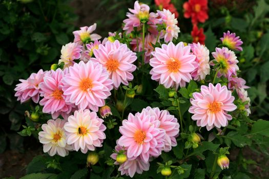 A vibrant collection of pink dahlias in full bloom, showcasing their delicate petals in a garden setting.