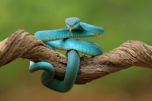 Close-Up Photo of a Blue Snake