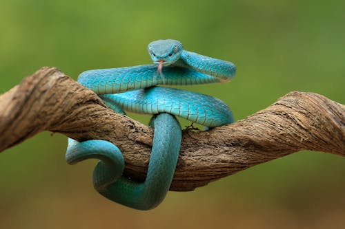 Foto d'estoc gratuïta de animal, balances, blau