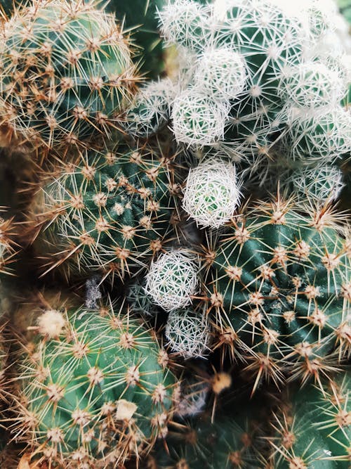 Free Close Up Photo of Cacti Stock Photo