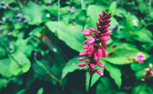 Free stock photo of beautiful flowers, beauty, bright