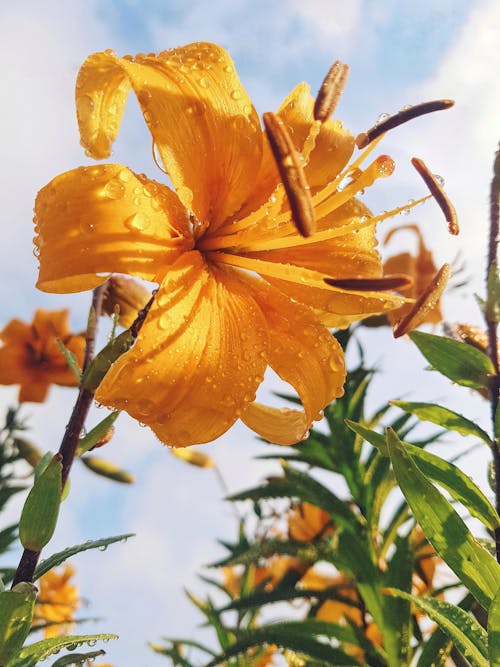 Close-Up Photo of a Yellow Lily with Water Droplets