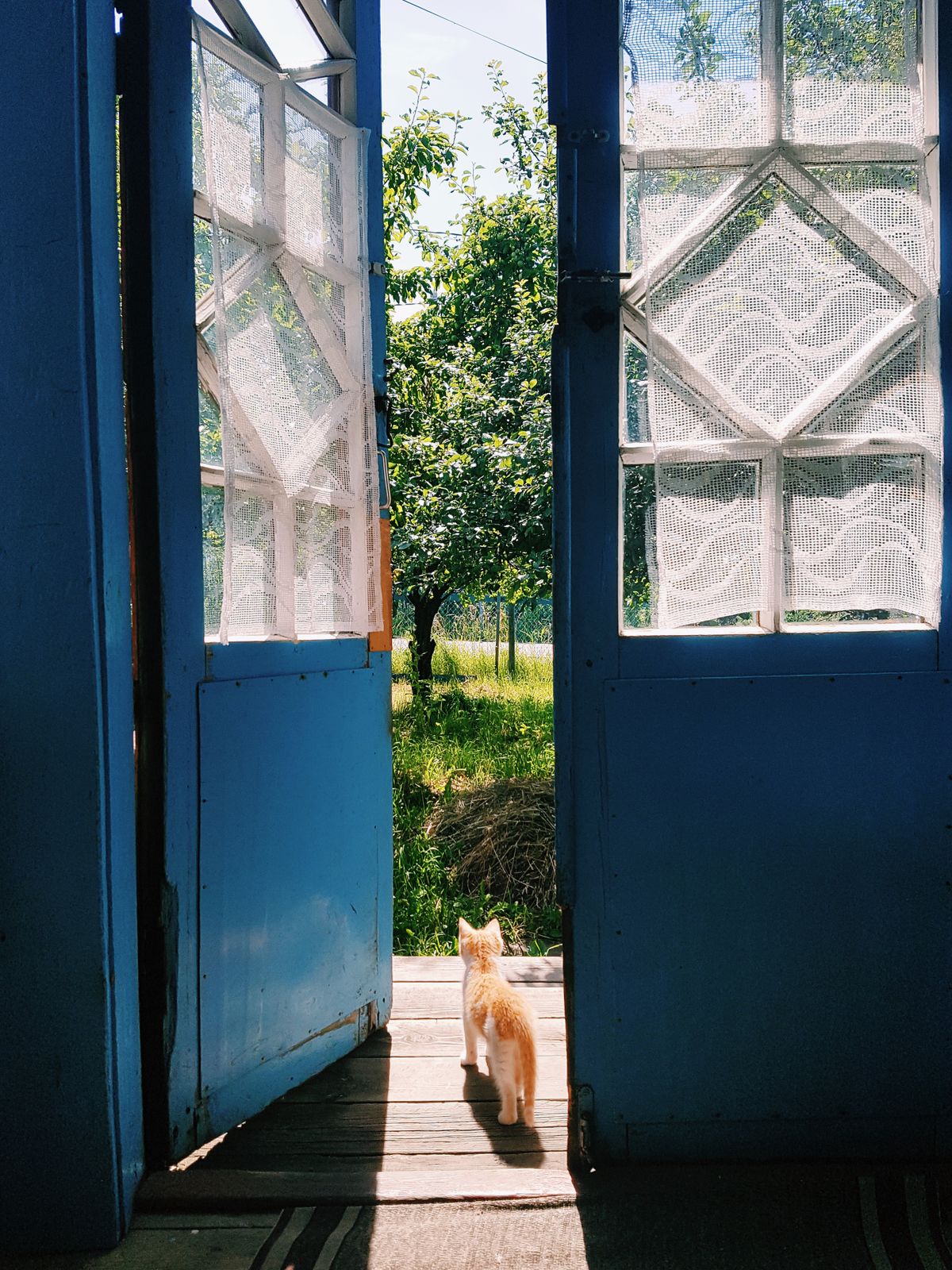 Katze an der Tür