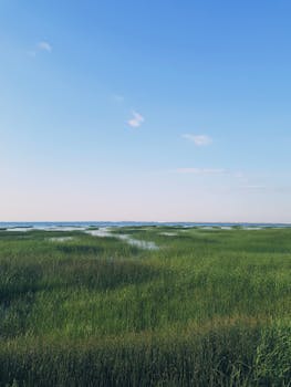 Peaceful coastal grassland with a clear blue sky and vast open scenery, perfect for nature backgrounds.