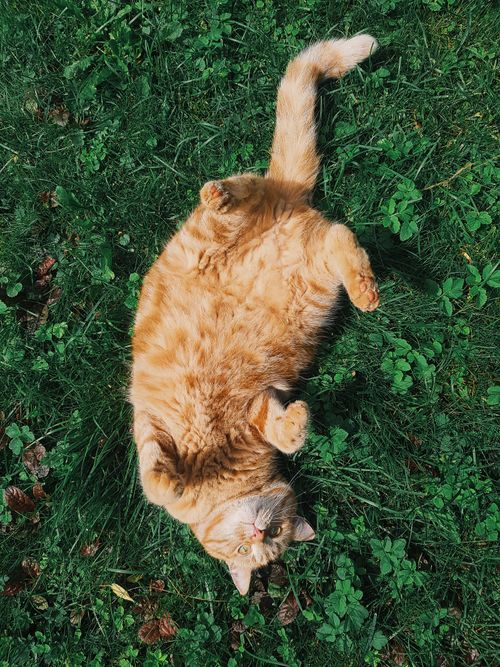 Free Adorable ginger tabby cat enjoying a sunny day outdoors, lying on green grass. Stock Photo