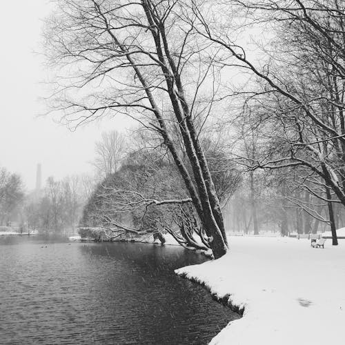 Park and Lake in Snow on Winter