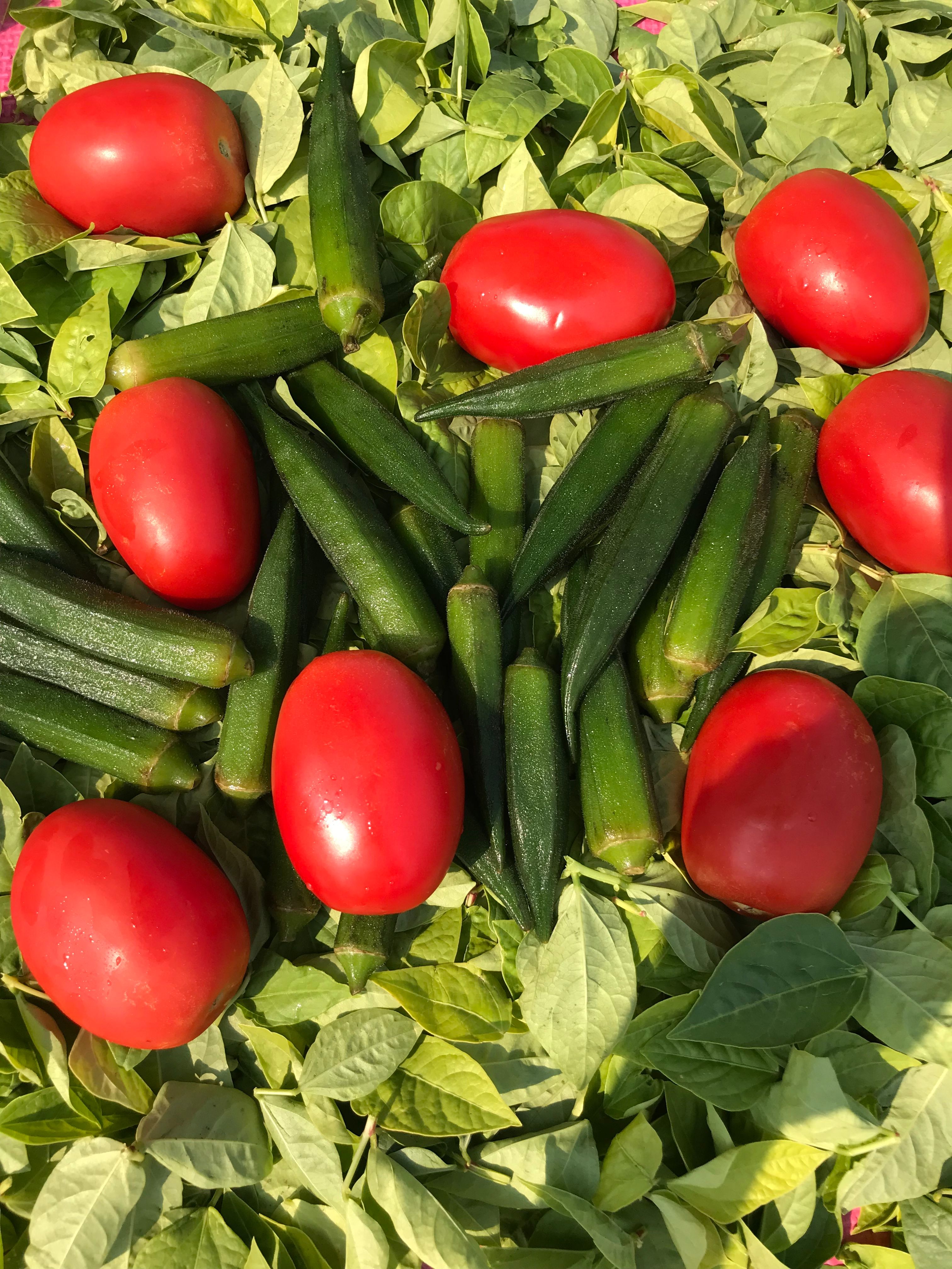 Okra and Tomatoes