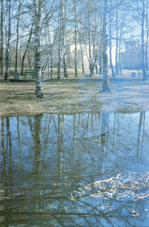 Fotobanka s bezplatnými fotkami na tému bezlistý, holé stromy, jazero