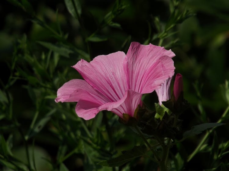 Close-Up Shot Of A Rose Mallow