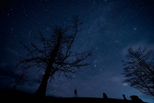 Free A mesmerizing view of the starry night sky with silhouettes of trees in Irkutsk Oblast. Stock Photo