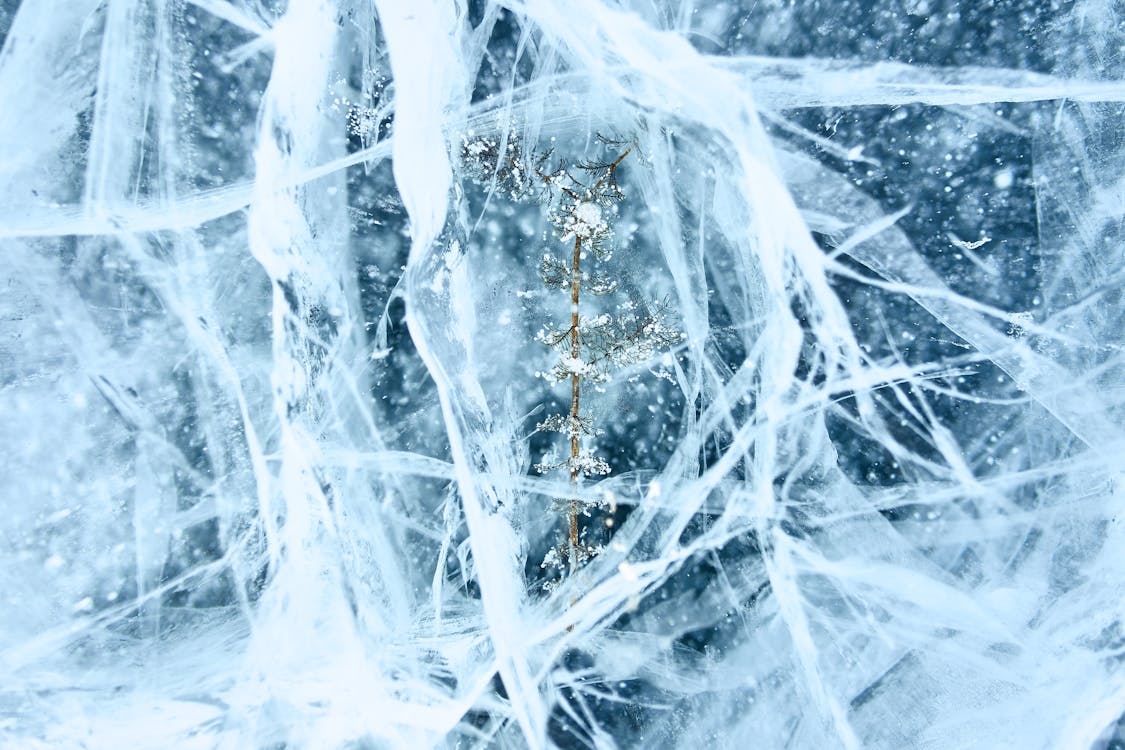 Free A Plant Covered with Snow and Ice Stock Photo