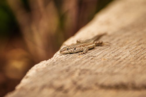 Free Close-Up Photograph of a Brown Lizard Stock Photo