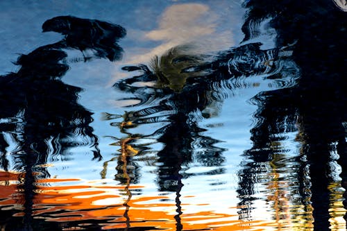 Отражение деревьев на водной ряби