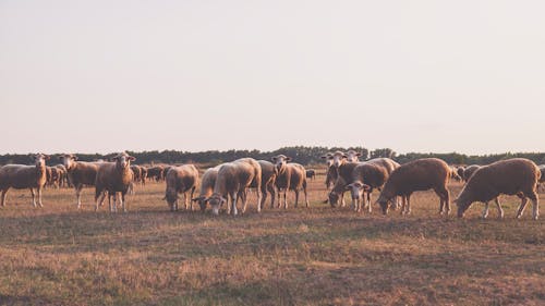 白い空の下で撮影された羊の群れ