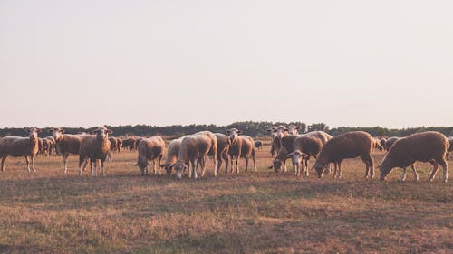 Kudde Schapen Onder Witte Hemel Genomen