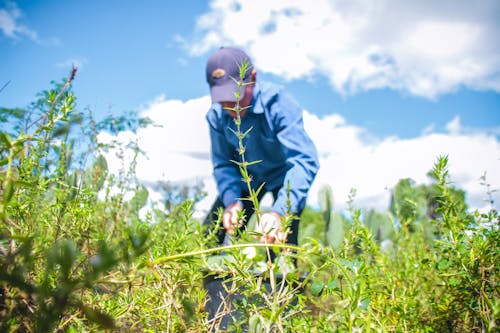 Ảnh lưu trữ miễn phí về agronegocio, nông, nông nghiệp