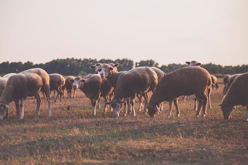 Wildlife Fotografie Van Kudde Schapen